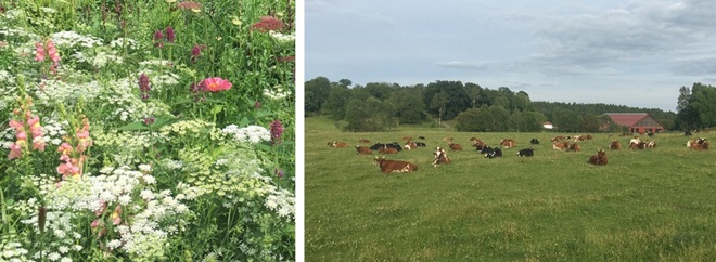 Biologisk mångfald i Södertälje