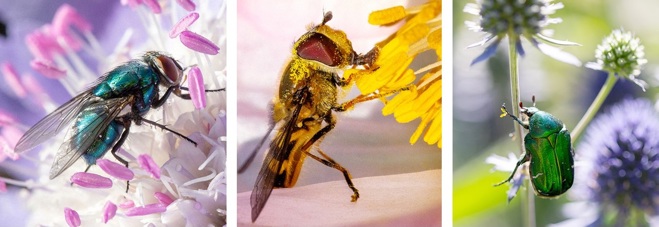 Fokus på livsviktiga pollinatörer