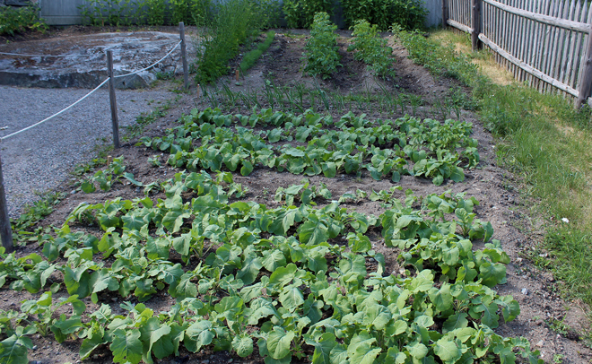 webb Odlingar på Magnussons 1.jpg