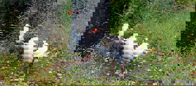 Ölandsgäss vid damm på Torekällberget